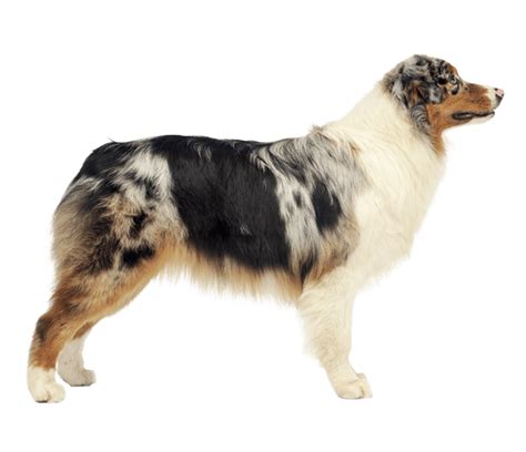 Rodeo Australian Shepherd