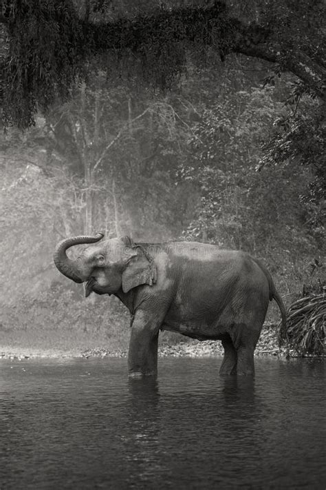 Asian Elephant In A Natural River At Deep Forest Stock Image Image Of
