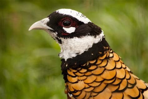 Reeves's Pheasant: Facts, Uses, Origins & Characteristics (with Pictures) - Optics Mag