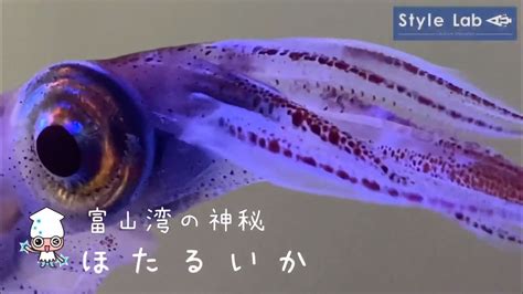 【富山湾の神秘 ほたるいか】ホタルイカを観察してみた！ 海水魚水槽 Youtube