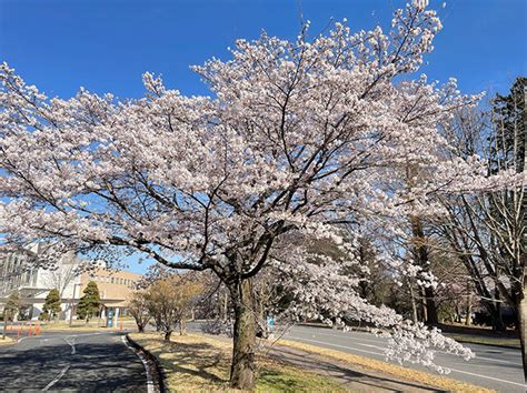 宇都宮エリア 栃木のお花見・桜の名所特集2024 栃ナビ！