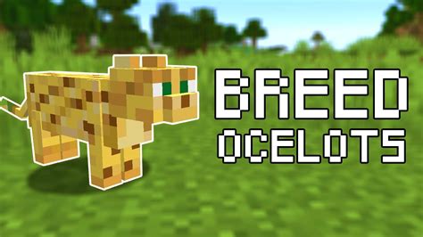 How To Breed Ocelots In Minecraft All Versions YouTube