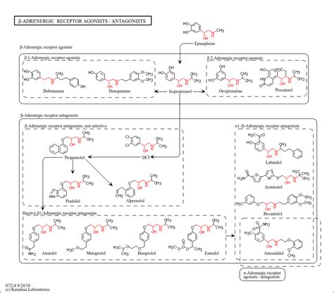 Kegg Pathway Beta Adrenergic Receptor Agonistsantagonists Reference