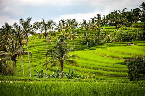 Hd Wallpaper Asia Hut Sunrise Terrace Terraces Rice Terraces