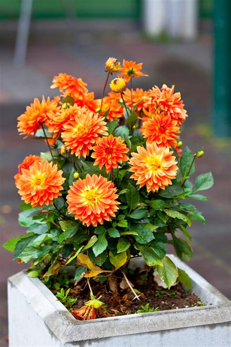 Growing Dahlias In Pots Secrets To Success