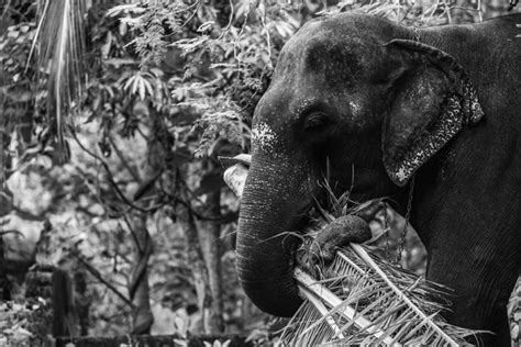 Um Elefante Comendo Bambu Na Selva Foto Premium