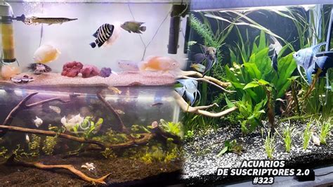 Monster Tank Plantados Pez Oscar Acuarios De Suscriptores