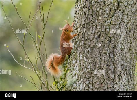 Red Squirrel Climbing Hi Res Stock Photography And Images Alamy