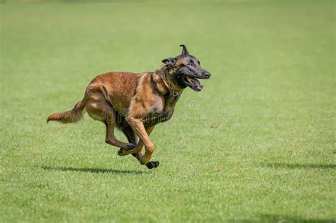 Belgian Malinois Training for Schutzhund, Igp, Ipo Stock Image - Image ...