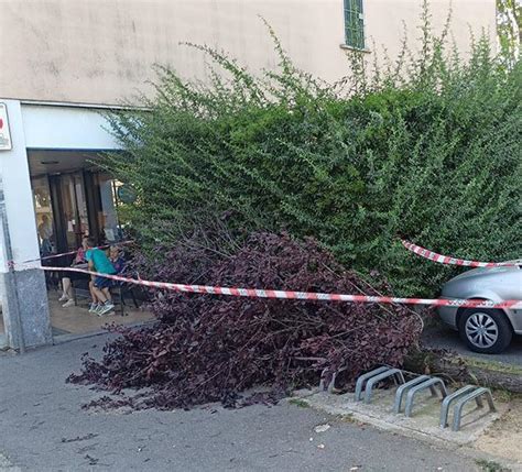 Cade Un Albero Due Feriti Paura E Polemiche A Monza