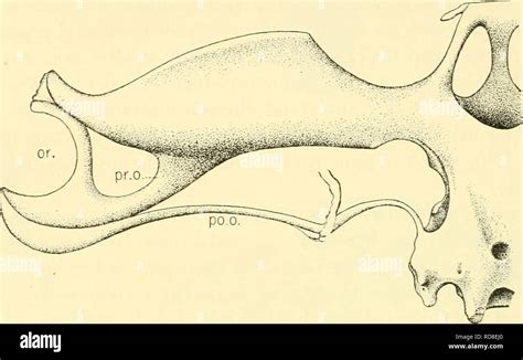 . The elasmobranch fishes. Chondrichthyes. 58 THE ELASMOBRANCH FISHES ...