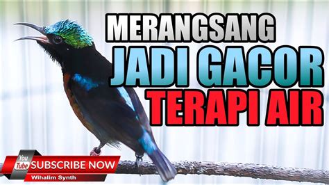 Terapi Konin Agar Cepat Gacor Full Audio Pikat Dan Terapi Air