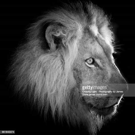 Lion King Symbol Imagens E Fotografias De Stock Getty Images