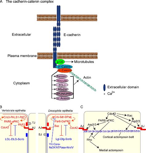 Pdf Dynamics Of Adherens Junctions In Epithelial Establishment