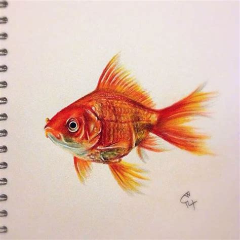 Goldfish Drawing at GetDrawings | Free download