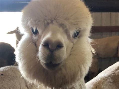 Alpacas At Marquam Hill Ranch Molalla 2020 All You Need To Know