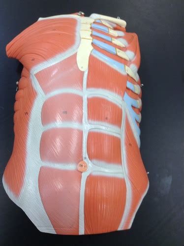 Muscle Abdomen Chest Plate Flashcards Quizlet