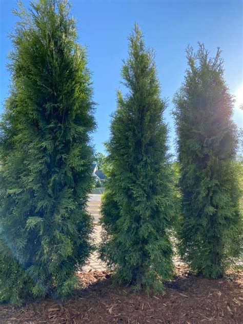 Emerald Green Arborvitae Trees Outdoor Living Tip Of The Day Mr Outdoor Living