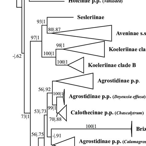 A Portion Koeleriinae Clade B Of The Maximum Likelihood Phylogram