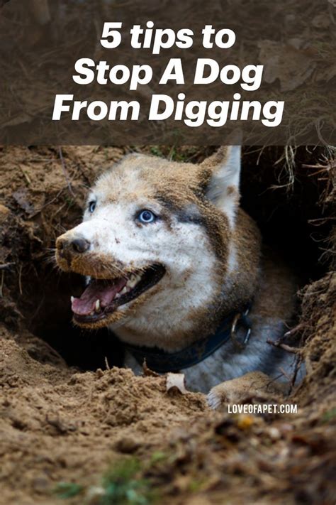 How To Stop A Dog From Digging 5 Tips Dog Behavior Problems Dogs