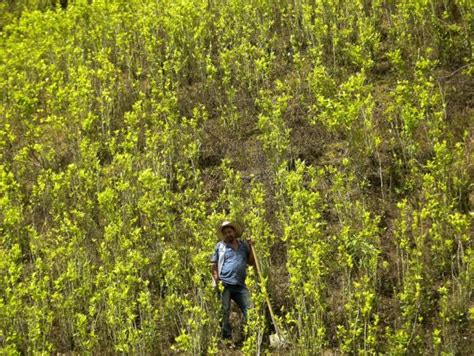 Cultivos De Coca En Colombia Volvieron A Romper R Cord Con En