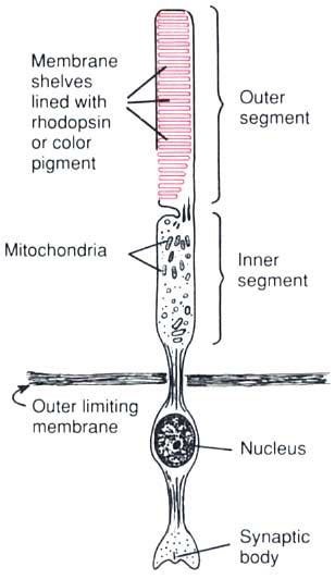 Difference Between Rods and Cones | Definition, Structure, Function ...