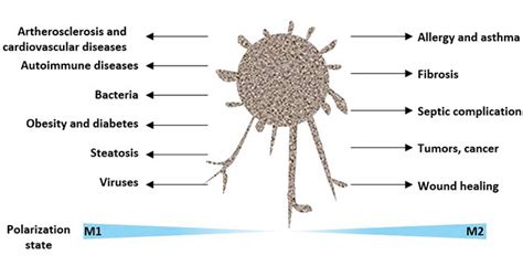 Macrophage Activation M1 M2