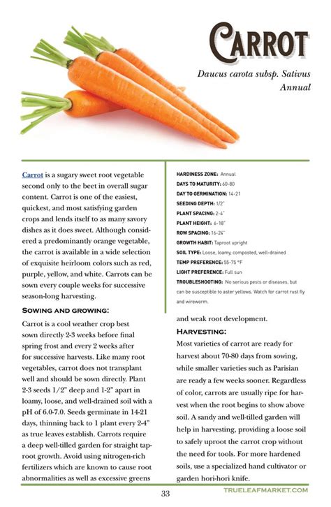 Carrot Growing Guide