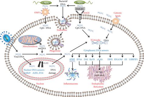 Compartmental Distribution Of Dna Sensors And Internalization Of