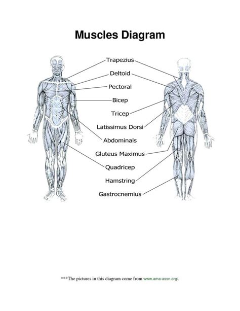 Label The Muscular System Worksheet Muscular System Labeling