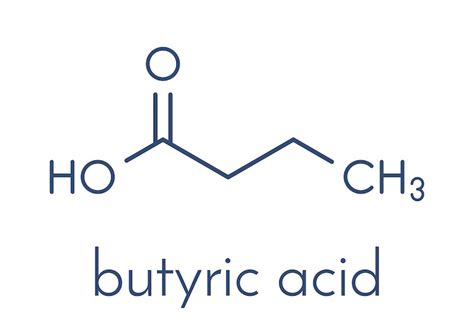 What Is Butyrate And How Might It Help You Healevate