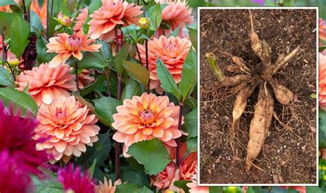 Gardeners Share How To Grow Dahlias From Tubers For A ‘stunning