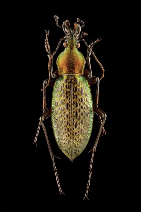 Splendid Necked Dung Beetles Like You Ve Never Seen Them Before