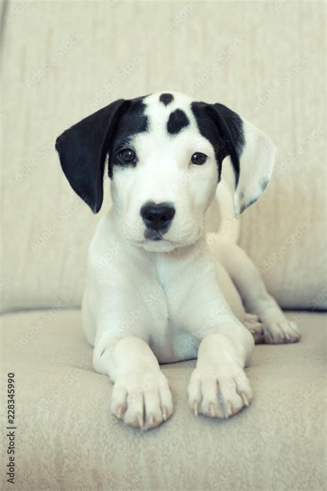 Precioso Cachorro De American Staffordshire De Meses Blanco Con