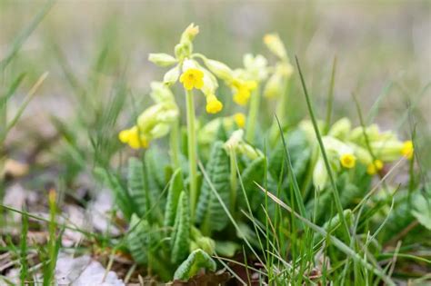 Pierwiosnek Uprawa I Piel Gnacja Prymulki W Ogrodzie Gardeneo