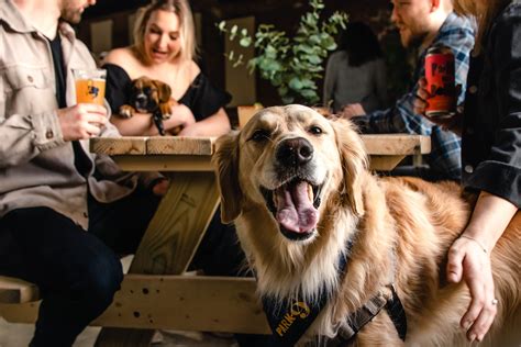 Our Indoor And Outdoor Dog Park And Bar — Park 9 Dog Bar