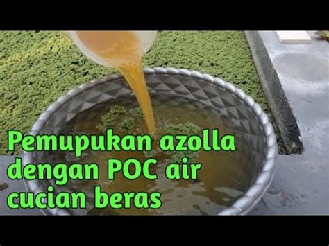 Cara Pemupukan Tanaman Azolla Menggunakan Poc Air Cucian Beras