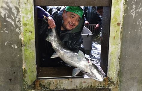 Fall Chinook Continue To Set Records On The Snake River Critfc