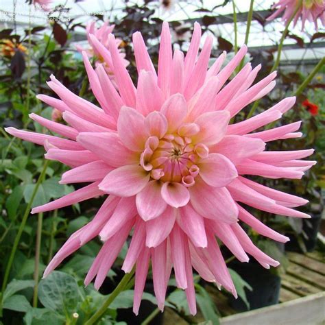 Dahlia Pink Princess Plant All Season