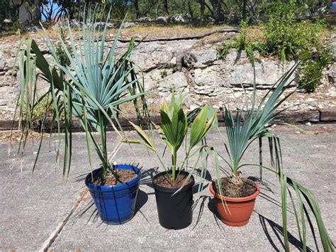 Sabal Uresana Growth Rate Cold Hardy Palms Palmtalk