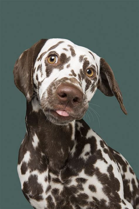 Lemon dalmatian everything you need to know – Artofit