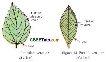 Venation Meaning Examples And Relation Between Venation And Roots