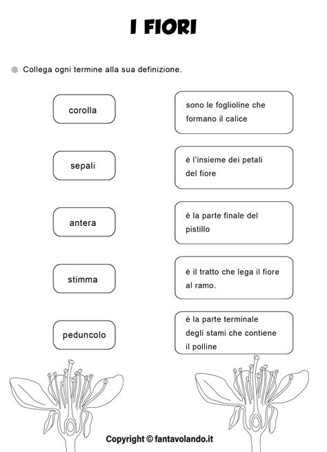 Schede Didattiche Di Scienze Il Fiore Fantavolando