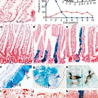 Lineage Tracing In The Small Intestine And Colon A Lgr Egfp