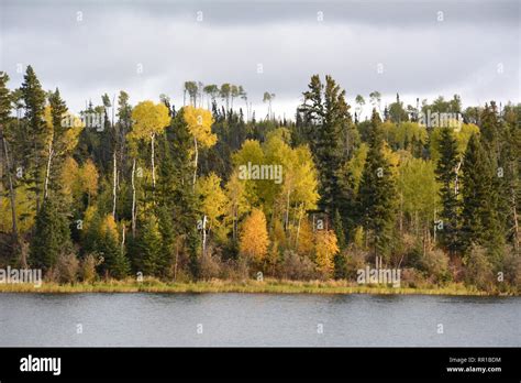 Boreal Forest Canada Hi Res Stock Photography And Images Alamy