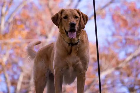 Goldador Golden Retriever Labrador Mix Im Rassen Portrait