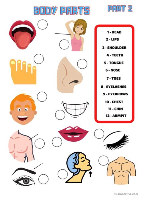 Body Parts English Esl Worksheets Pdf And Doc