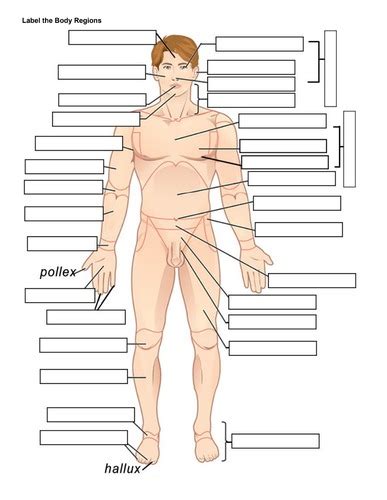 Chapter One Body Regions And Directional Terminology Flashcards Quizlet