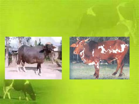 Indigenous And Exotic Breeds Of Livestock Ppt