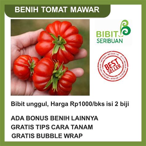 Jual Benih Tomat Mawar Shopee Indonesia